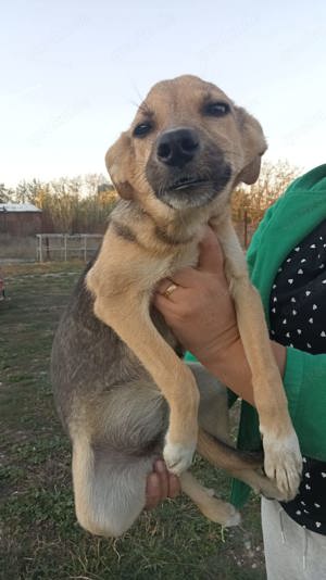 zuckersüße Nikita sucht Körbchen Bild 6