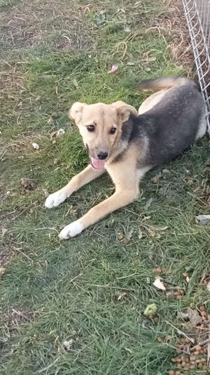 zuckersüße Nikita sucht Körbchen Bild 9