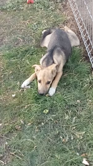 zuckersüße Nikita sucht Körbchen Bild 8