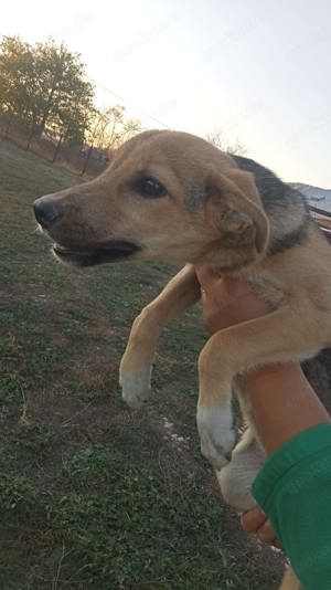 zuckersüße Nikita sucht Körbchen Bild 10