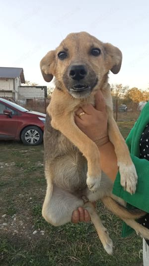 zuckersüße Nikita sucht Körbchen Bild 3