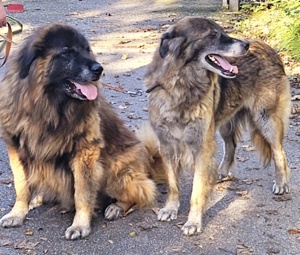 Zwei freundliche Herdenschutzhunde suchen gemeinsam ein neues Zuhause. Sie sind pumperlgesund. 