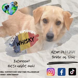 Whiskey - Rüde sucht Heimat für immer