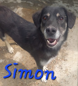 Simon - war schon vermittelt und wurde wieder abgegeben Bild 5