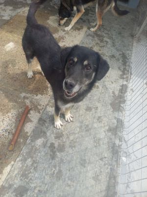 Simon - war schon vermittelt und wurde wieder abgegeben Bild 2