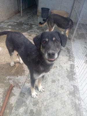 Simon - war schon vermittelt und wurde wieder abgegeben Bild 6