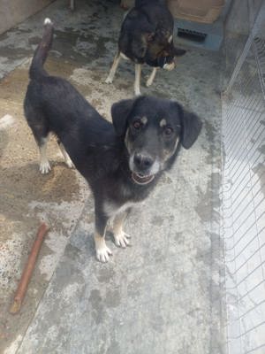 Simon - war schon vermittelt und wurde wieder abgegeben Bild 3