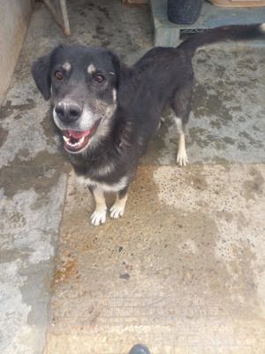 Simon - war schon vermittelt und wurde wieder abgegeben Bild 4