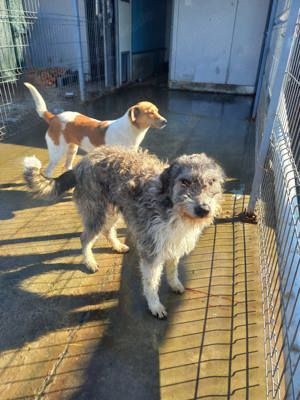 großer, flauschiger Strolchi sucht Zuhause Bild 7