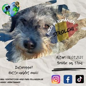 großer, flauschiger Strolchi sucht Zuhause Bild 9
