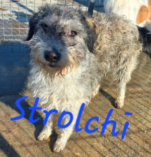 großer, flauschiger Strolchi sucht Zuhause