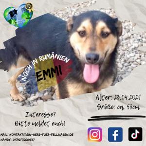 Emmi - seit 3 Jahren im Tierheim und keine Anfrage