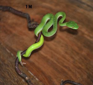 Trimeresurus Viridovipera Gumprechti 6.1