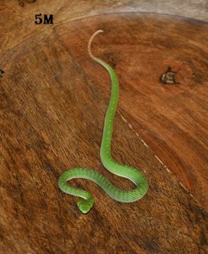 Trimeresurus Viridovipera Gumprechti 4.0