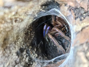 Chilobrachys sp. electric blue inkl. Terra zu verkaufen!