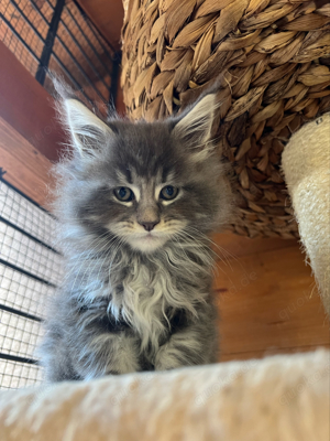 Zauberhafter Maine Coon Kater Kitten reinrassig