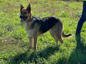 Familienhündin Anka(3 Jahre 55 cm 23 kg) sucht ihr Zuhause 