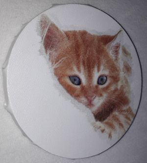 Leinwandbild junges, rotes Kätzchen 