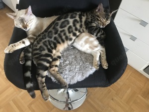 Wunderschönenes Bengalpärchen