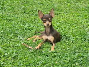 Prager Rattler Russischer Toy Deckrüde Bild 3