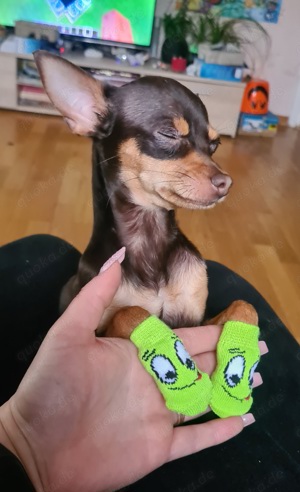 Prager Rattler Russischer Toy Deckrüde Bild 2