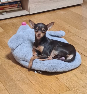 Prager Rattler Russischer Toy Deckrüde Bild 6