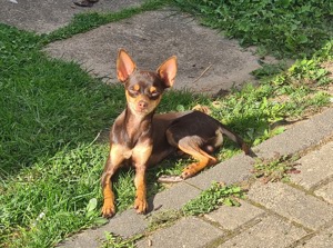 Prager Rattler Russischer Toy Deckrüde Bild 4