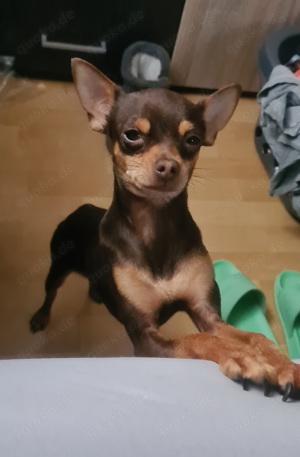 Prager Rattler Russischer Toy Deckrüde Bild 8