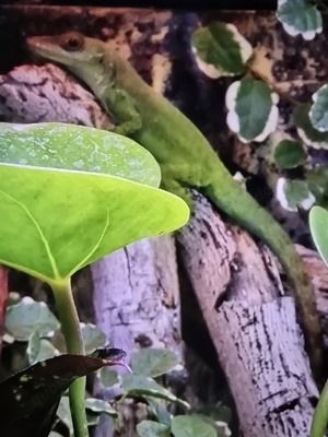 Anolis Lividus verkauf oder  hat mir jemand ein Mädel