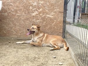 CANDY (geb. 2020) sucht ein ZUHAUSE