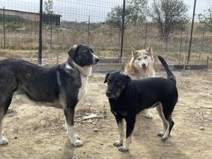 ERIK (Geb. 2021) - treu und herzlich ein Leben lang Bild 9