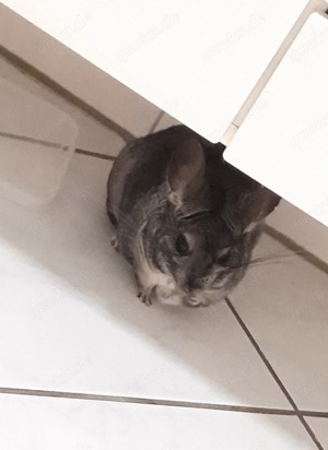 Chinchilla abzugeben