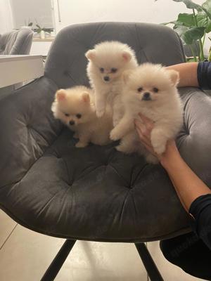 Pomeranian Spitz Welpen    geb.im September 