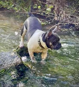 Französische Bulldigge Deckrüde