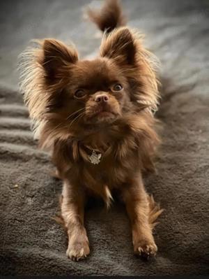 chihuahua Deckrüde