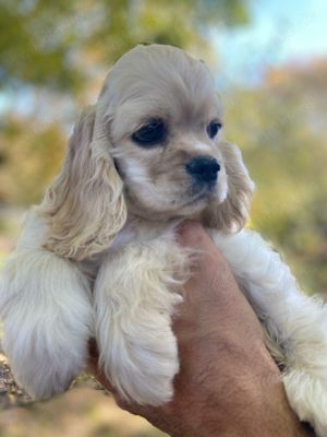 American Cocker Spaniel FCI