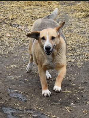 Verlierst du dein Herz an Willow 