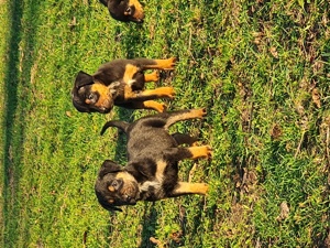 Rottweiler   Cane Corso Welpen