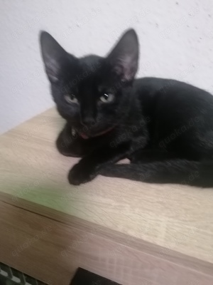 Babykatzen schwarz Mädchen 