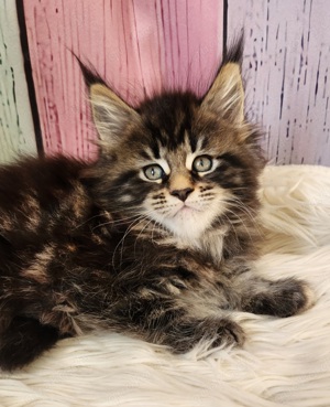 =^..^=Bezaubernde Maine Coon kitten mit Stammbaum aus seriöser Zucht =^..^=