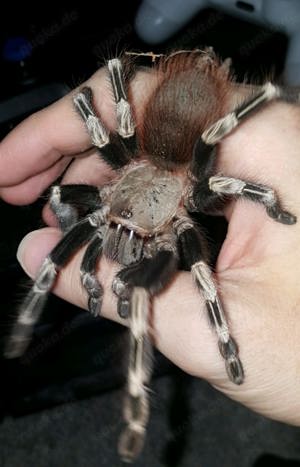 0.1.0 Vitalius Chromatus (früher: Nhandu Chromatus) Rotweiße Brasilianische Vogelspinne 