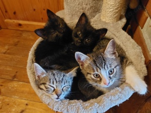 Kitten Katzenbabys suchen Anfang Dezember neues Zuhause - 12 Wochen alt