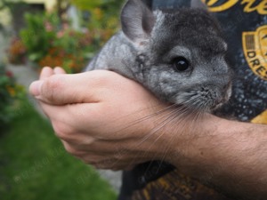 Chinchilla Böckchen sucht neues Zuhause