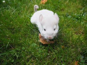 Chinchilla Böckchen Beige