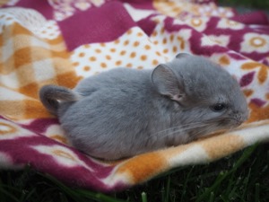 Chinchilla Weibchen