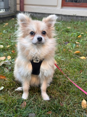 Zwergspitz Hündin (Pomeranian)