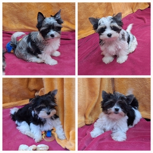 Reinrassige Mini Biewer Yorkshire Terrier Welpen (auch in blueberry)