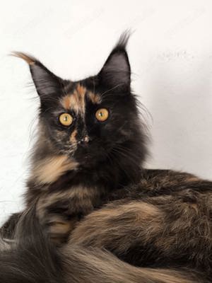 Maine Coon mit Stammbaum 