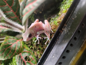 Verschiedene Dendrobaten Bild 4