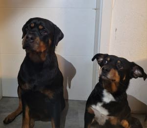 Rottweiler-Appenzeller Sennenhund Welpen Mix